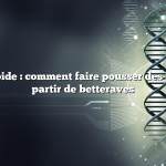 Réponse rapide : comment faire pousser des betteraves à partir de betteraves